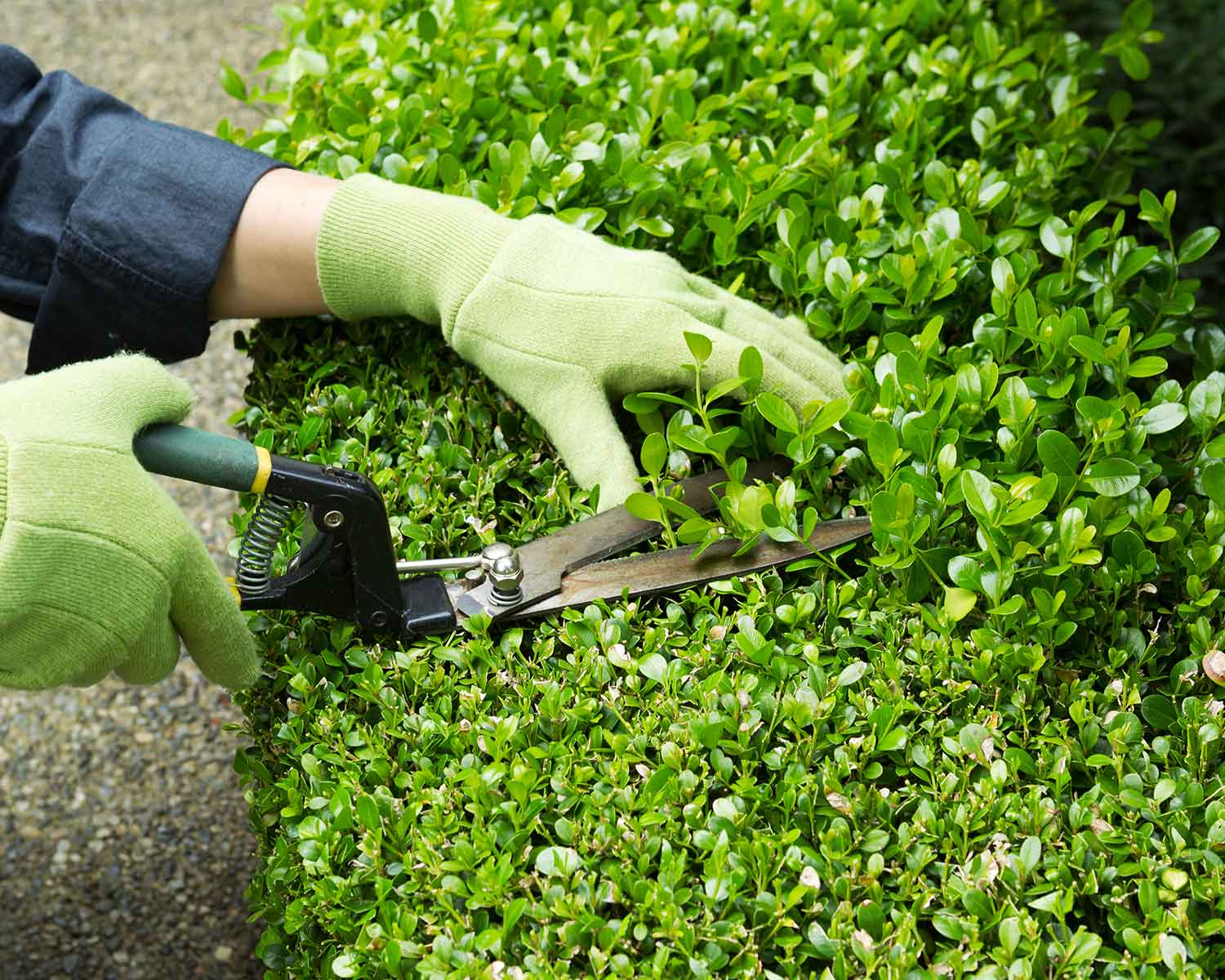 Solución Ecológica